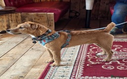 Lakeland Terrier dogs for stud: Lakeland cross patterdale terrier - Image 3