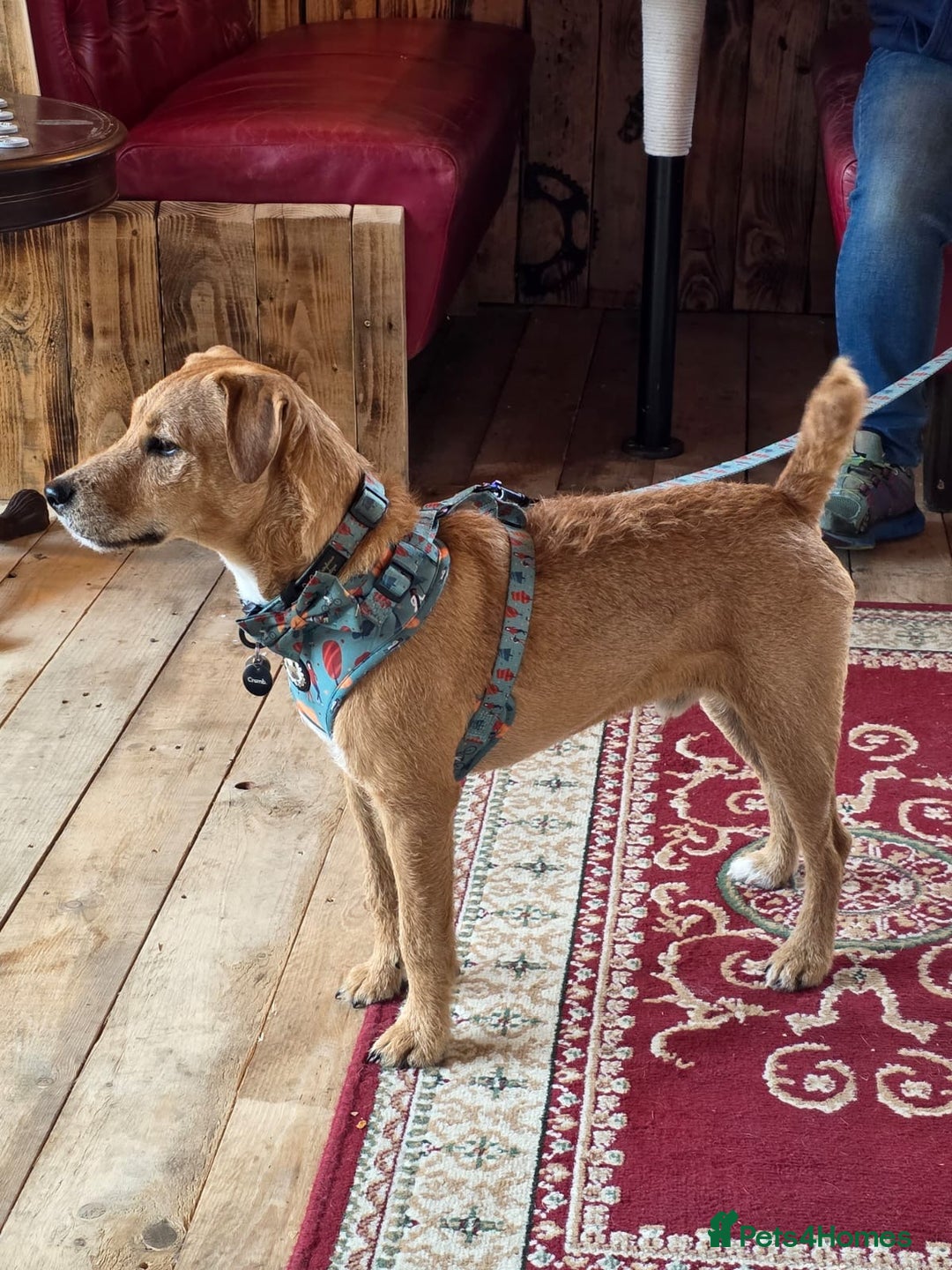 Lakeland Terrier dogs for stud: Lakeland cross patterdale terrier - Image 3