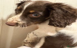 Sprocker dogs for sale: 8 glorious sprocker pups  - Image 10