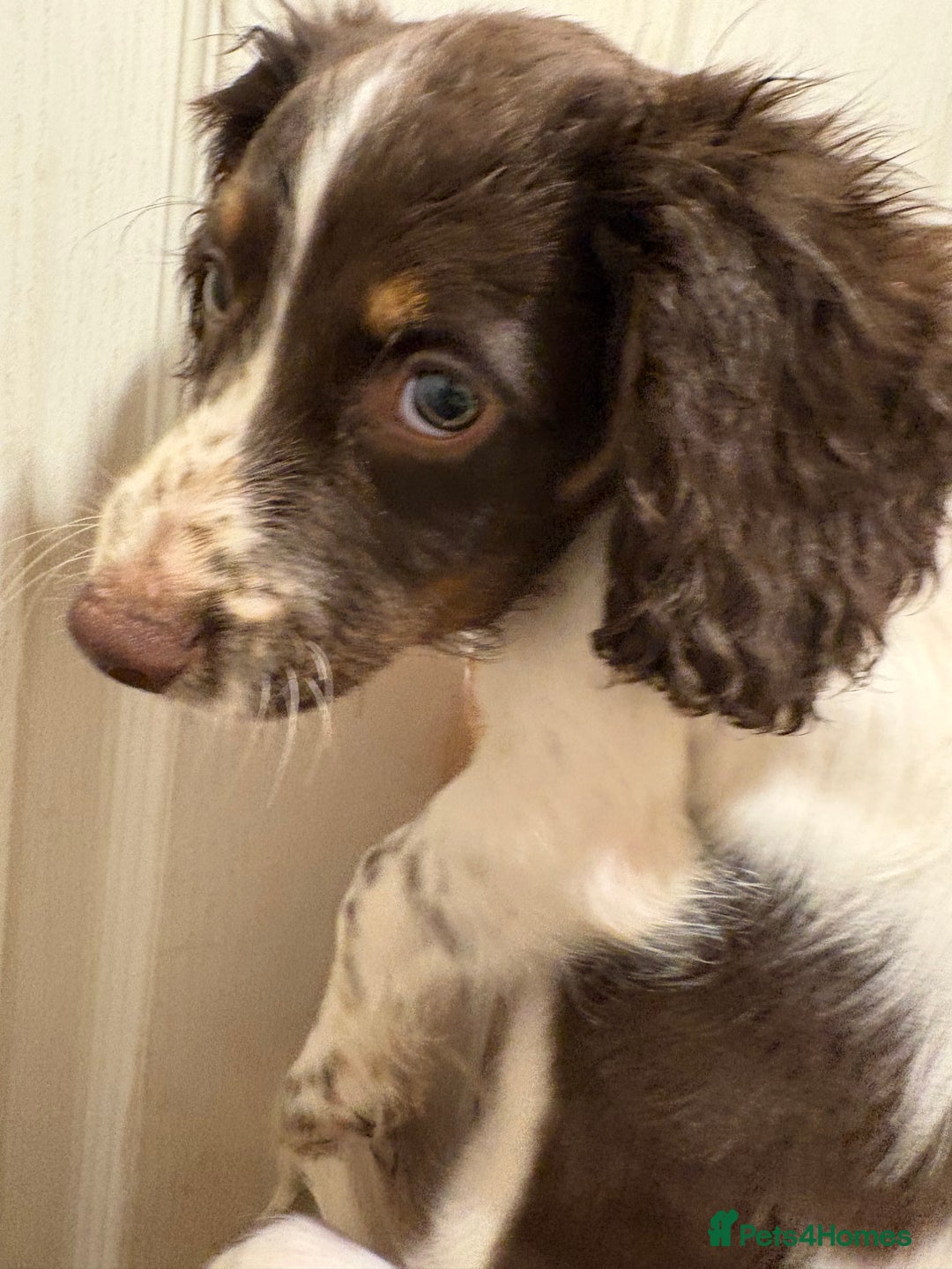 Sprocker dogs for sale: 8 glorious sprocker pups  - Image 10