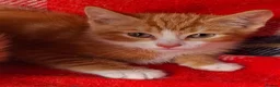 Mixed Breed cats for sale: Beautiful kittens - Advert 9