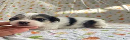 Mixed Breed dogs for sale: Litter of Sealyham cross cairn terrier puppies  - Advert 7