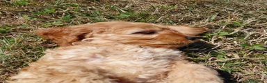 Cavapoo 6