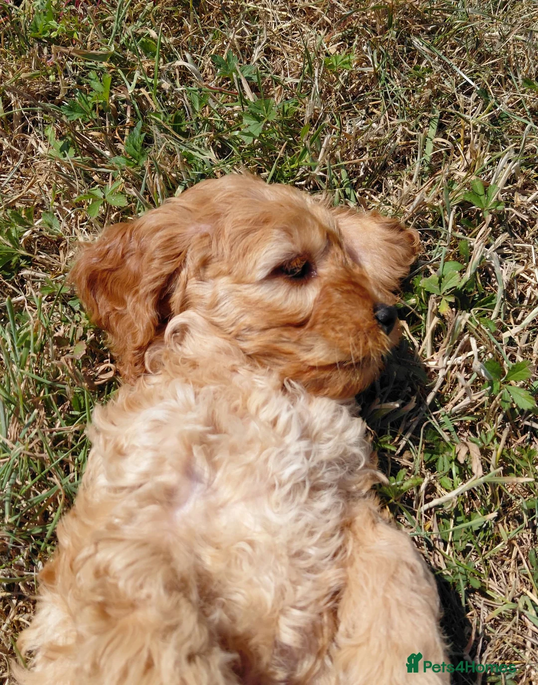 Cavapoo dogs for sale: Fluffy Cockalier-a-Poo Puppies – Ready Soon! - Advert 17