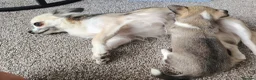 Chihuahua dogs for sale: Minii Chihuahua in Grimsby - Advert 3