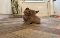 British Shorthair cats for sale: British shorthair kittens - Image 17