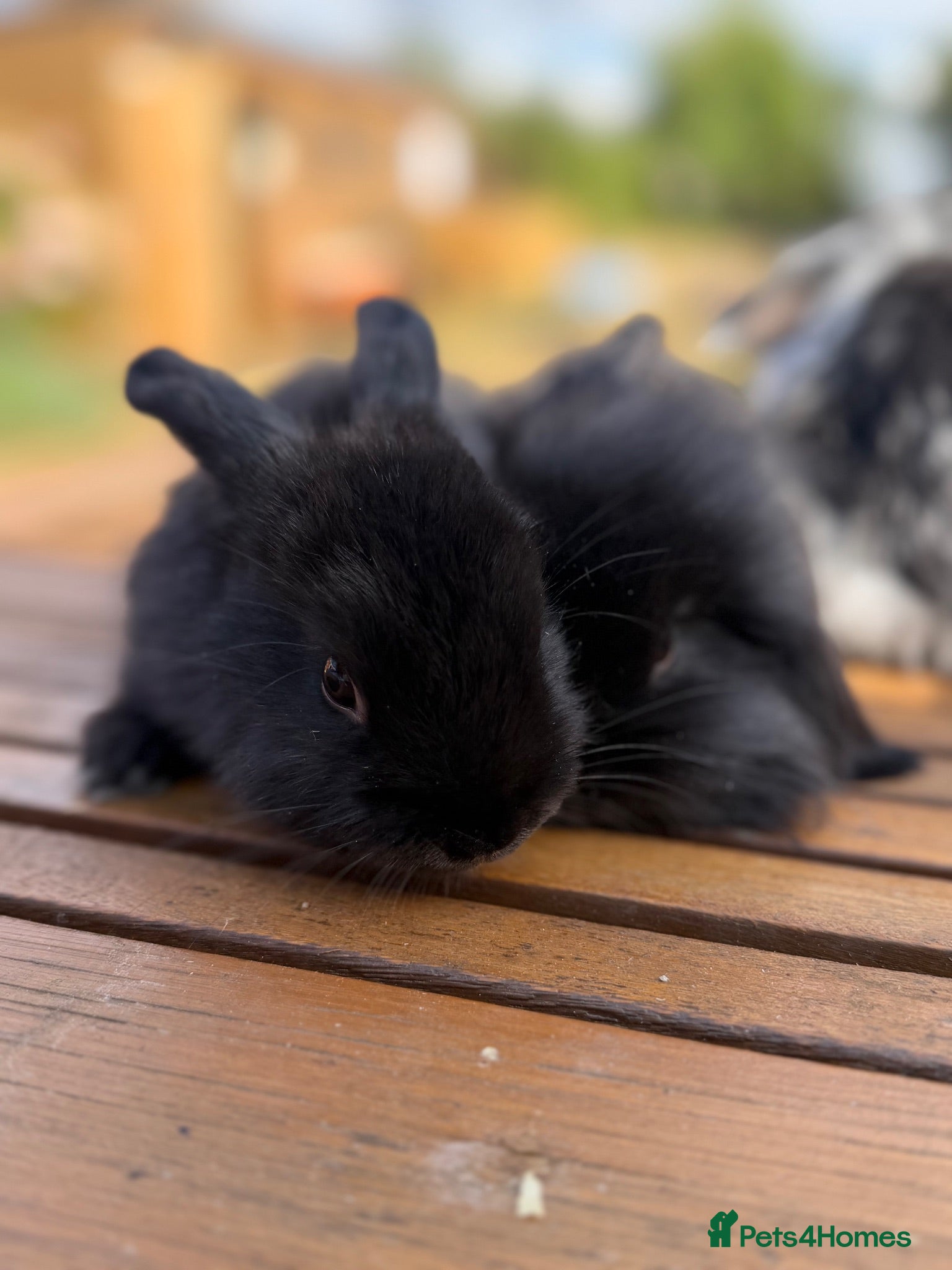 Mini Lion Lop rabbits Ready now 2 baby mini lion lop rabbits available - Advert 1