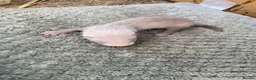 Ferret rodents for sale: 9 ferret kits - Advert 18