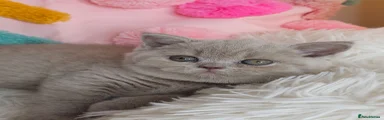 British Shorthair 1