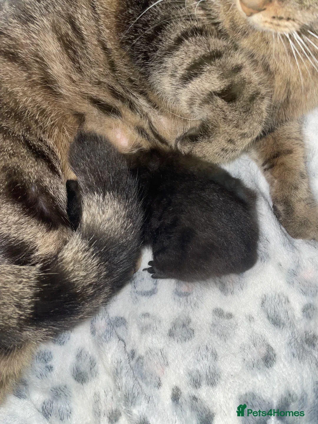 Mixed Breed cats for sale: Beautiful black kitten - Advert 4