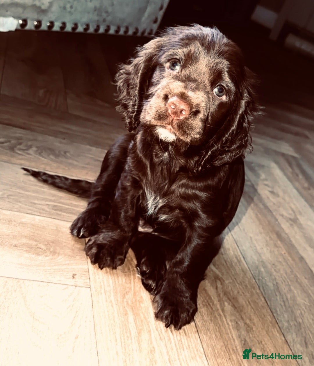 Sprocker dogs for sale: Beautiful little girl left🥰 - Advert 2