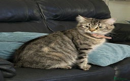 Maine Coon cats for sale: Maine Coon cross cat  - Image 3