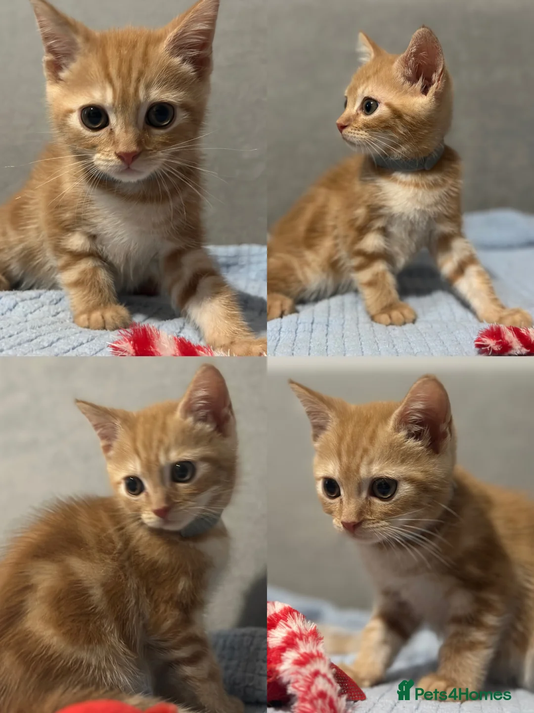 Mixed Breed cats for sale: 4 Beautiful Kittens Ready Now!  - Advert 2