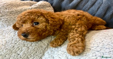 Toy Poodle dogs KC registered tiny toy poodles - 1 boy left  - Advert 4