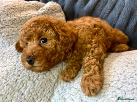 Toy Poodle dogs KC registered tiny toy poodles - 1 boy left - Advert 4