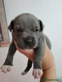 Staffordshire Bull Terrier 6
