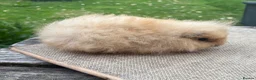 Guinea Pig rodents for sale: Beautiful baby & young adult Guinea Pigs. - Advert 4
