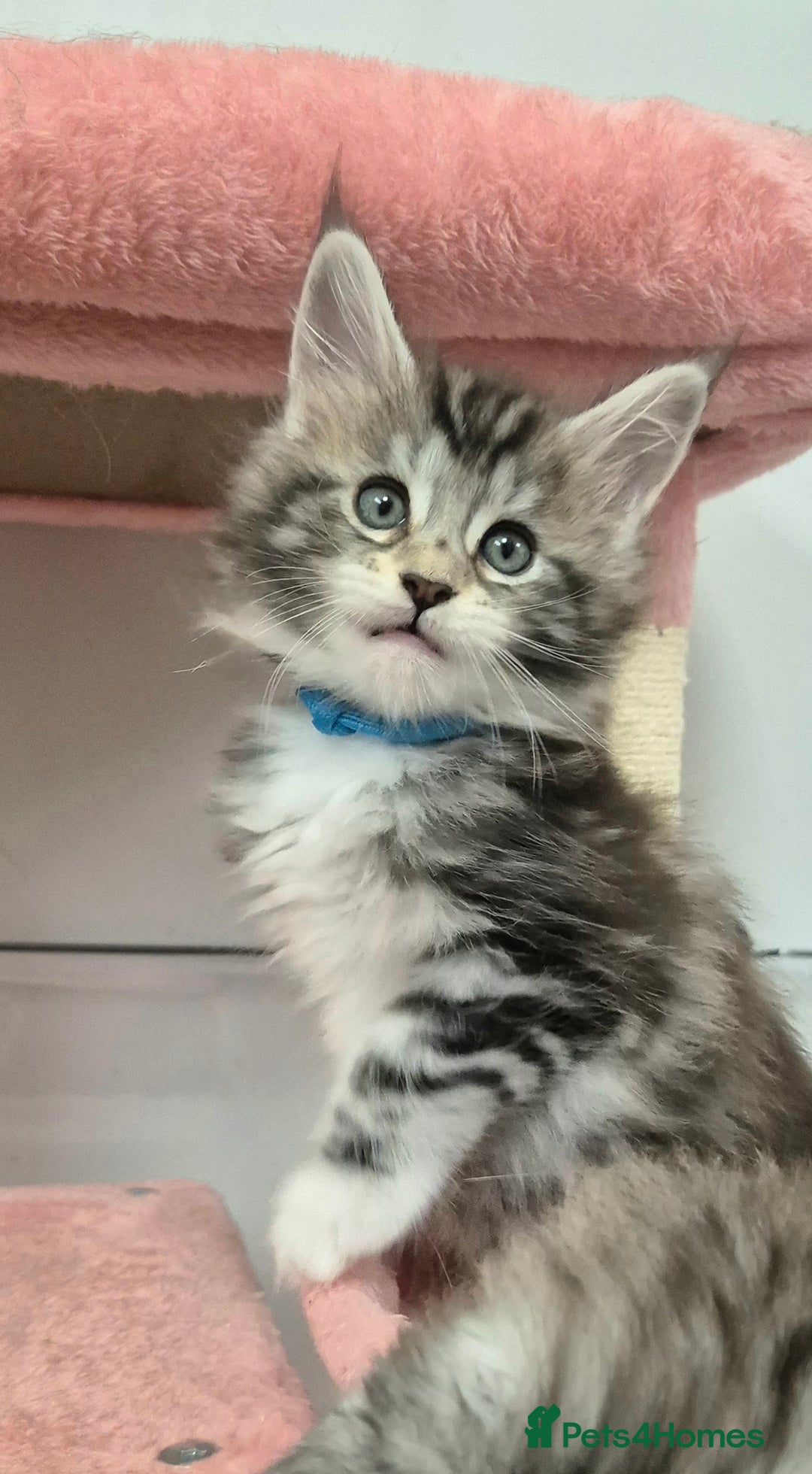 Maine Coon cats for sale: 🎀 Outstanding GCCF Pedigree Maine Coon Kittens 🎄 - Advert 14