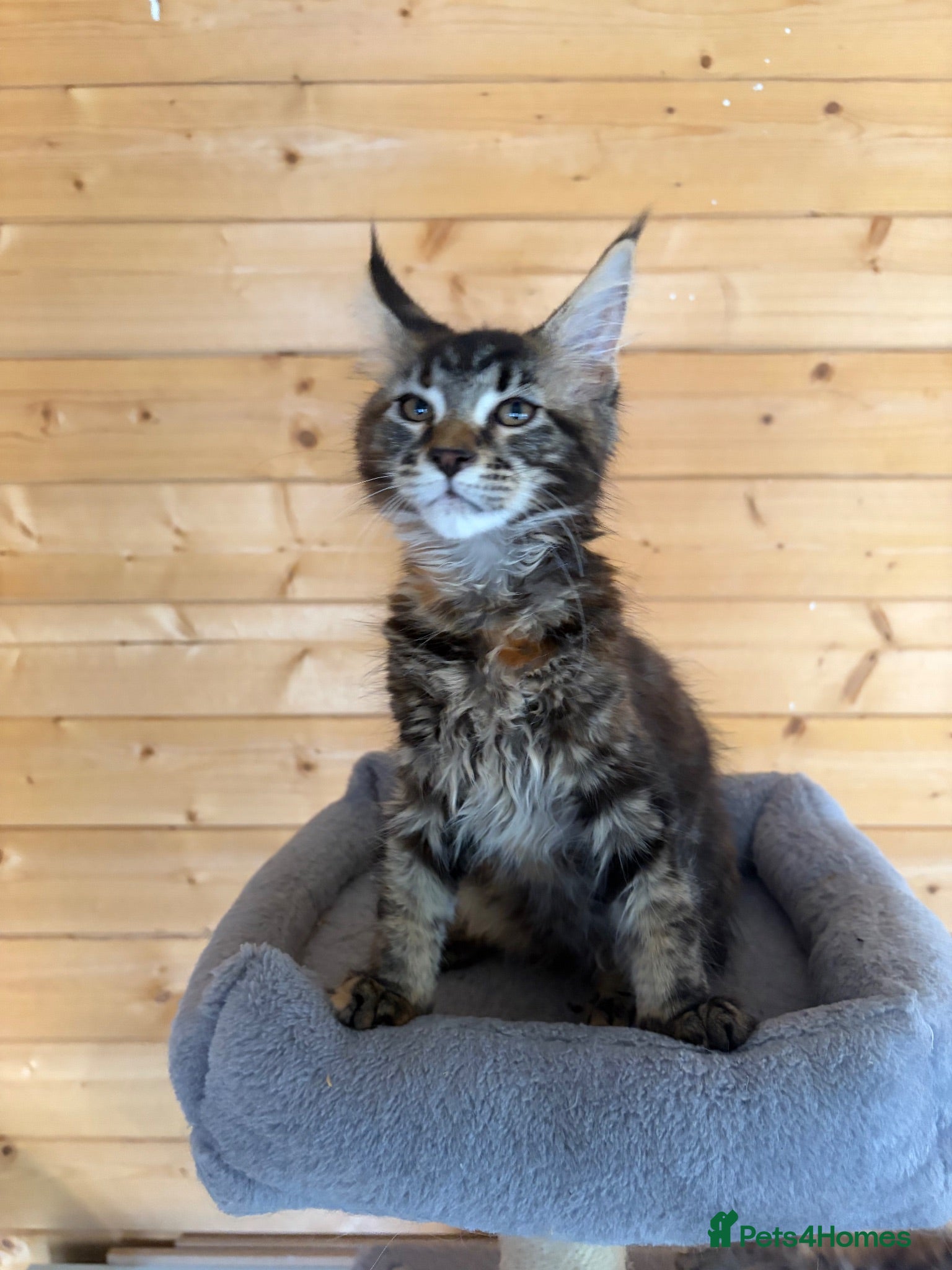 Maine Coon cats GCCF Registered beautiful kittens ❤️ - Advert 1
