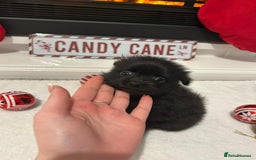 Pomeranian dogs for sale: POMERANIAN PUPPIES FOR SALE. BEAUTIFUL! - Advert 6