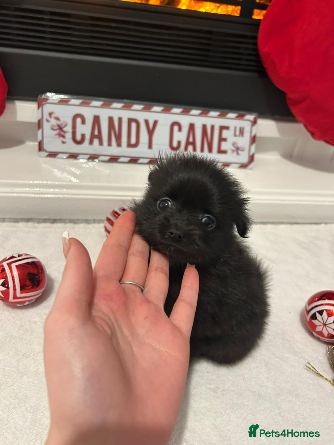 Pomeranian dogs for sale: POMERANIAN PUPPIES FOR SALE. BEAUTIFUL! - Advert 6