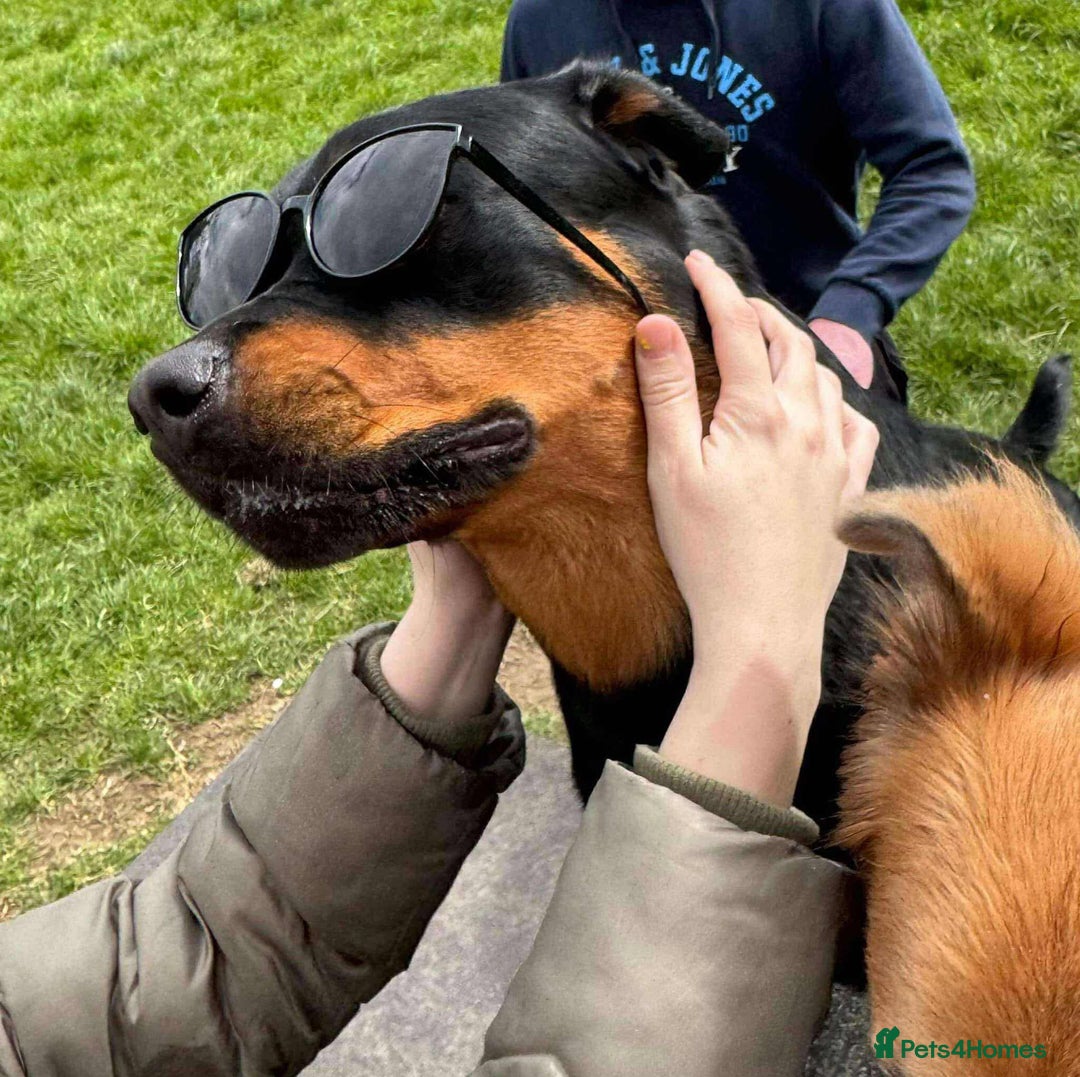 Mixed Breed dogs for sale:  Beautiful natured girl - Advert 8