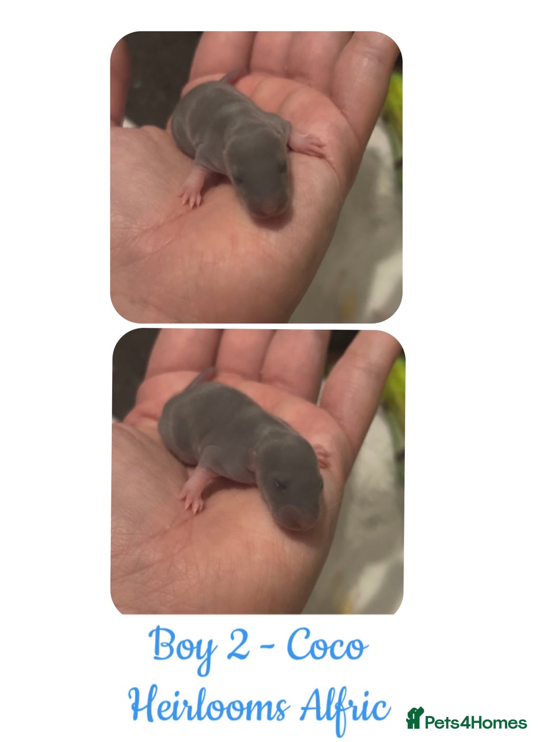 Rat rodents for sale: Beautiful Baby Rats  - Advert 9