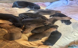 Mixed Breed dogs for sale: Doberman x cane corso  - Image 3