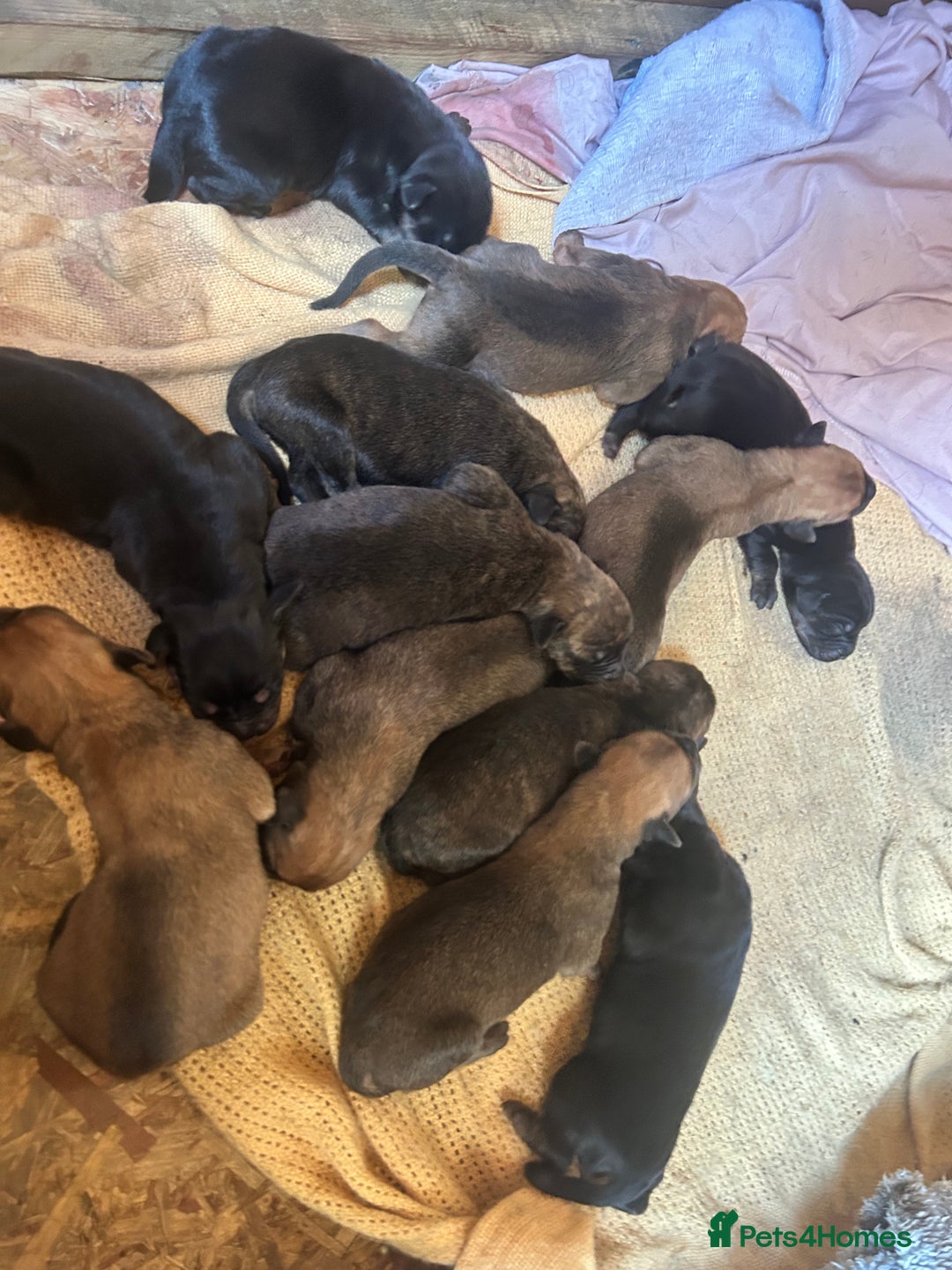Mixed Breed dogs for sale: Doberman x cane corso  - Image 3