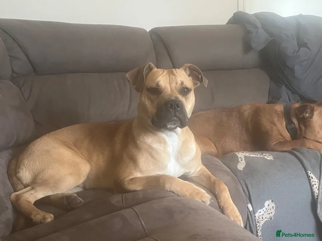 Mixed Breed dogs for sale: 1 year old staffy cross in Leigh - Advert 5