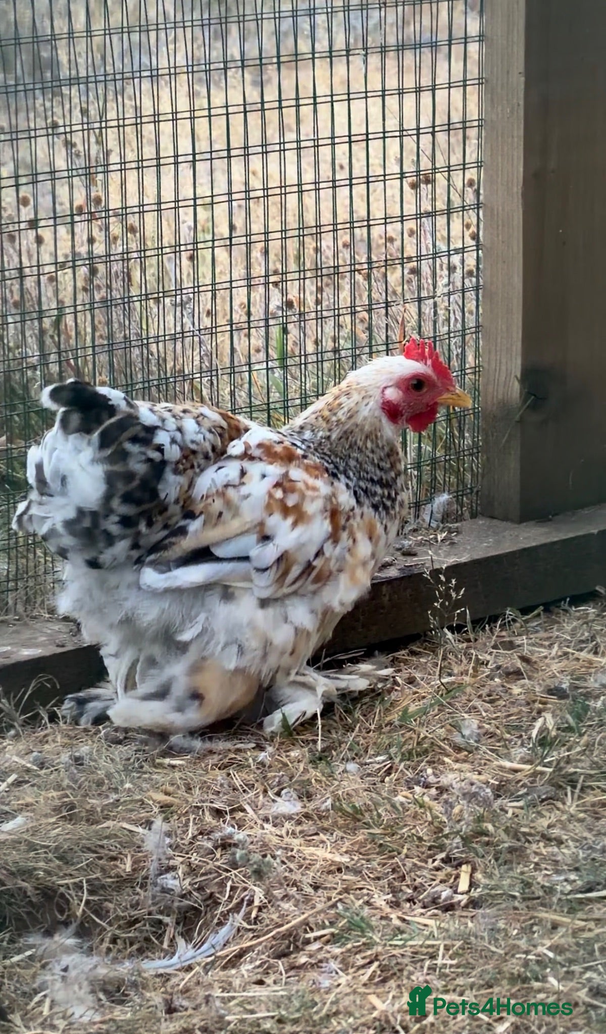 Chickens poultry for sale: Pekin bantam millefleur  - Advert 1