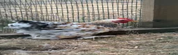 Chickens poultry for sale: Pekin bantam millefleur  - Advert 1