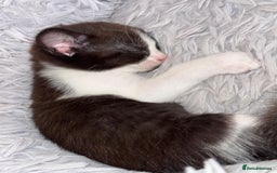 Mixed Breed cats for sale: 4 beautiful kittens, Bengal & British shorthair - Image 12