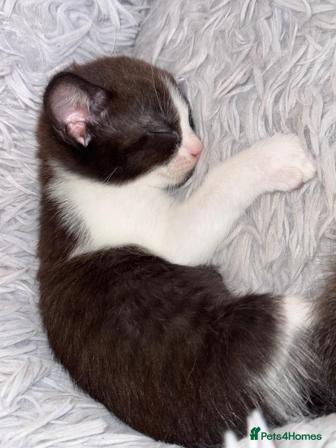 Mixed Breed cats for sale: 4 beautiful kittens, Bengal & British shorthair - Image 12