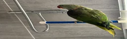 Parrots birds for sale: Male Alexandrine For Sale 🦜  in Dunstable - Advert 3