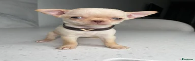 Chihuahua 2