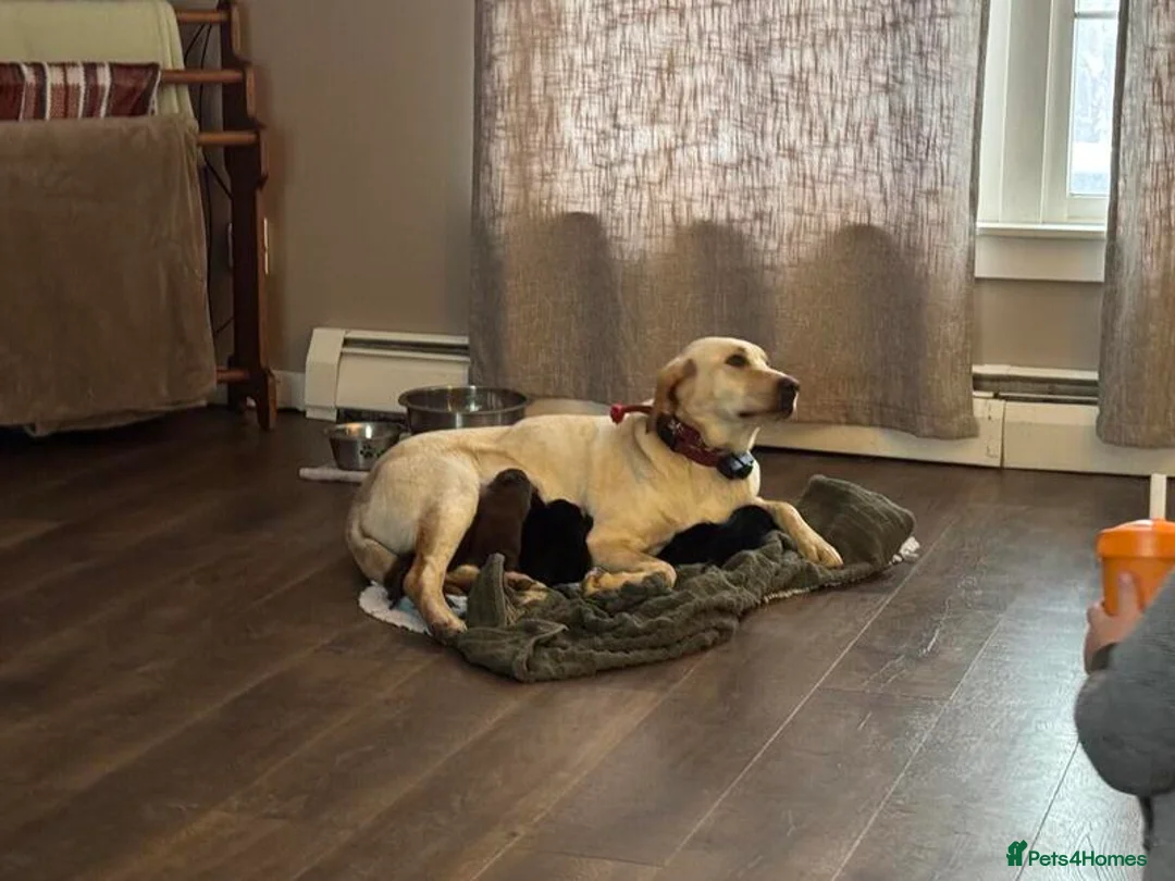 Labrador Retriever dogs for sale: Labrador Retriever pupps - Advert 6