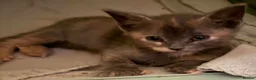 Mixed Breed cats for sale: 2 x grey& beige female kittens ready now  in Lowestoft - Advert 3
