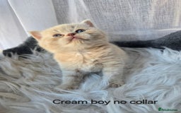 British Shorthair cats for sale: A charming kitten will be available in December. - Image 28