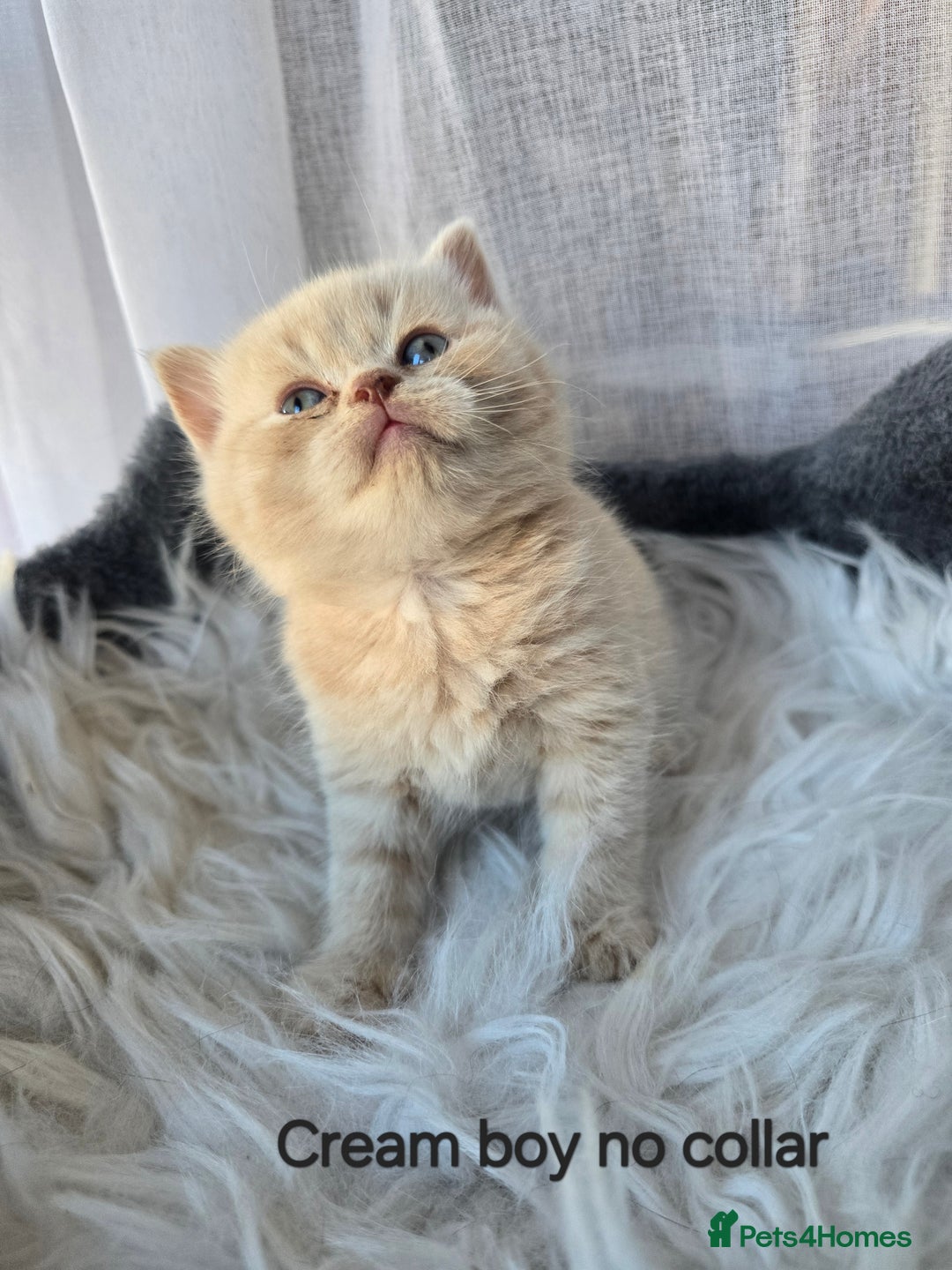 British Shorthair cats for sale: A charming kitten will be available in December. - Image 28