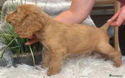 Cocker Spaniel dogs for sale: Outstandingly bred stunning worker cocker spaniels - Image 6