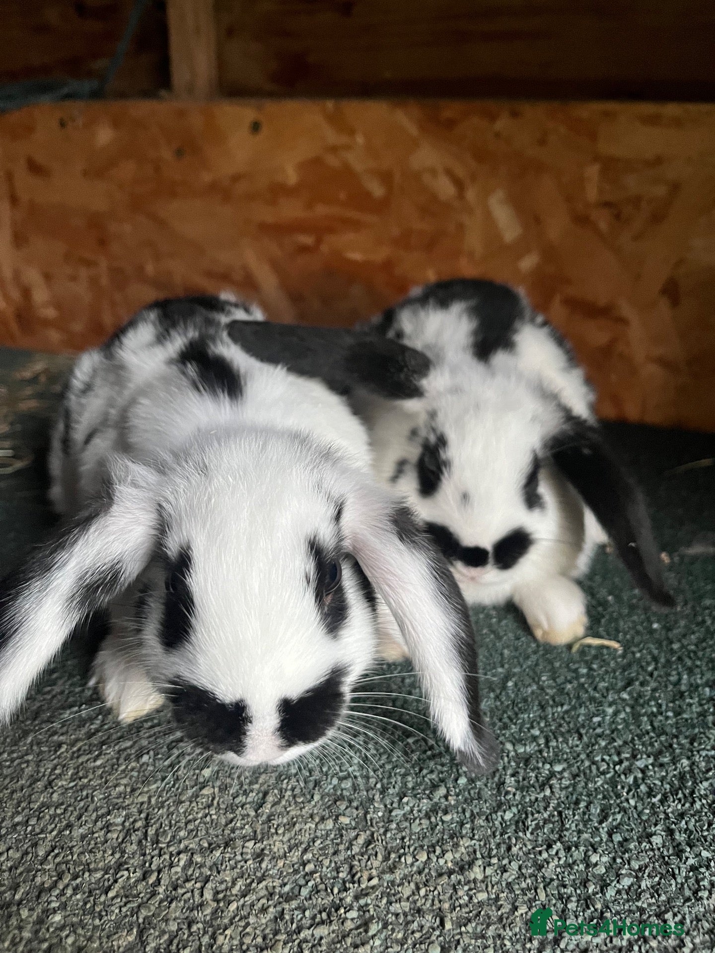 Mixed Breed rabbits Mini lop cross English spot baby bunnies  - Advert 1