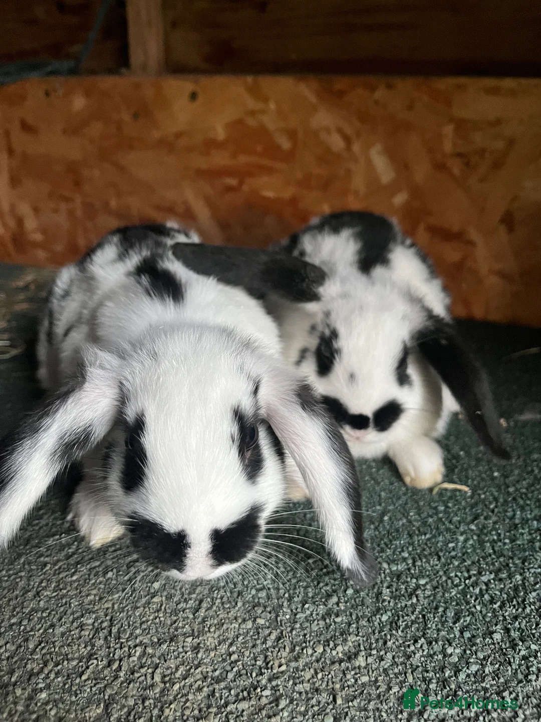 Mixed Breed rabbits for sale: Mini lop cross English spot baby bunnies  - Advert 1