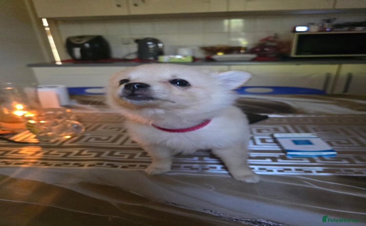 Pomeranian dogs - Advert 1