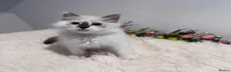 Ragdoll cats for sale: Beautiful TICA registered Ragdoll kittens  - Advert 15