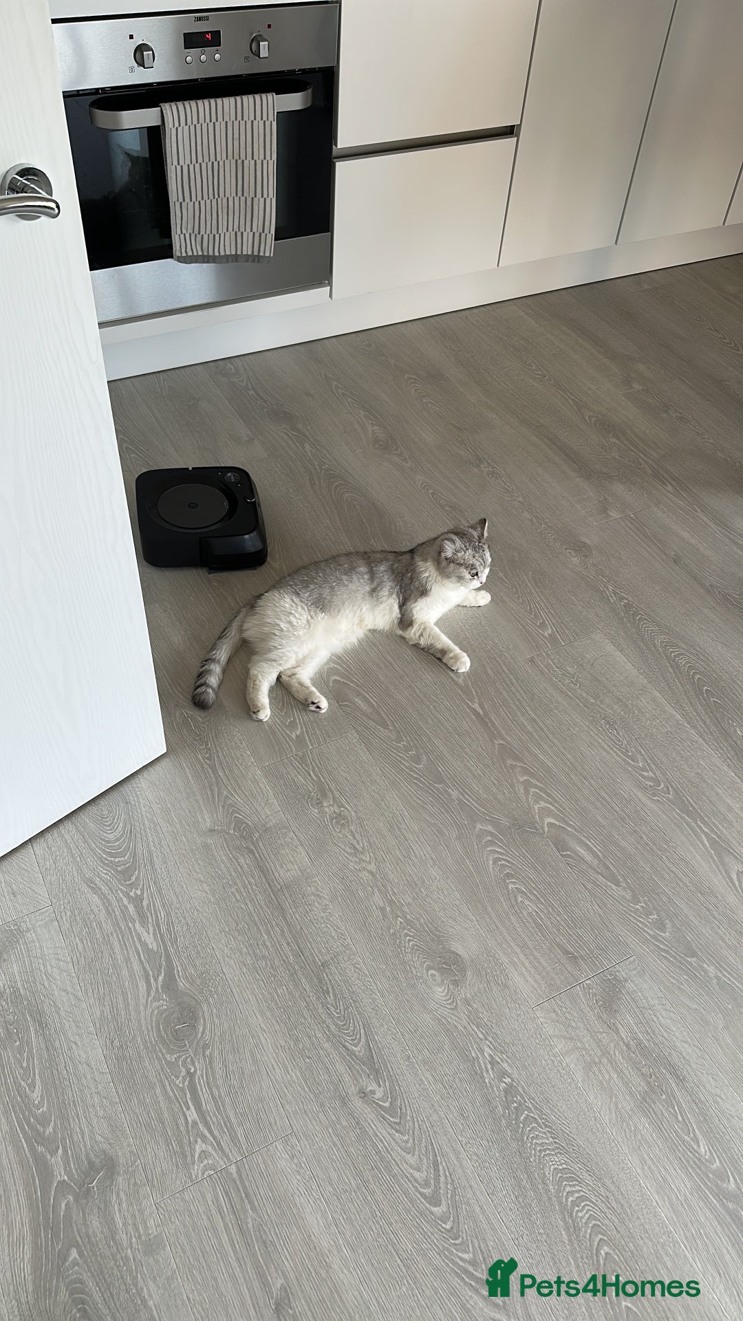 British Shorthair cats for sale: British Short Hair - Image 8