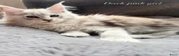 Maine Coon cats for sale: Beautiful Pedigree Kittens looking for Loving Home - Advert 8