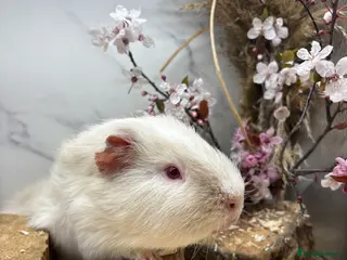 Guinea Pig rodents Bonded boys available 🩵 - Advert 12