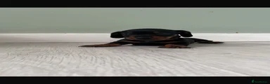 Miniature Dachshund 3