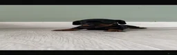 Miniature Dachshund dogs for sale: Beautiful Miniature Dachshund Puppies  - Advert 6